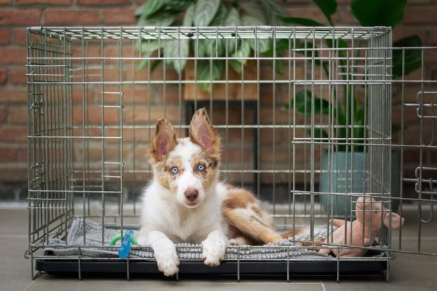 a brown and white dog inside of a cage