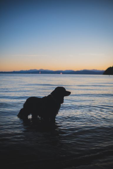 a dog standing in the water