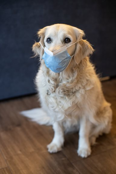 a dog wearing a face mask sitting on a wooden floor