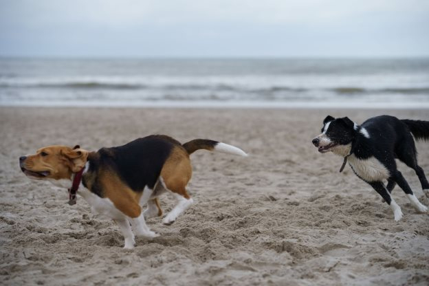 black white and brown short coated dog running on white sand during daytime