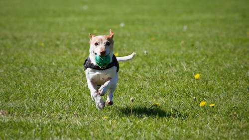 Free Dog Running on Grass Stock Photo