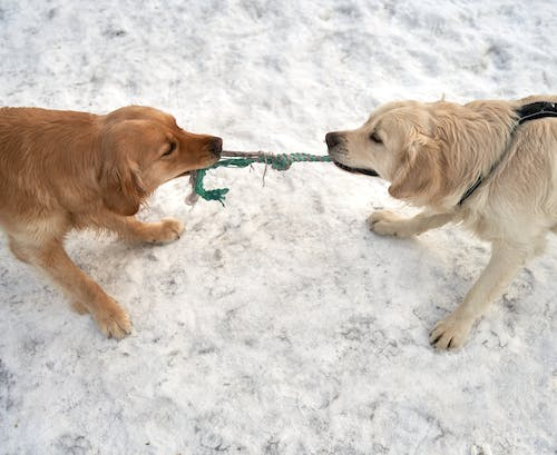 Free A Two Golden Retrievers Playing Tug of War on a Snow Covered Ground Stock Photo