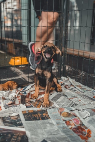 Free Happy Dog in Kennel Lined with Newspapers Stock Photo