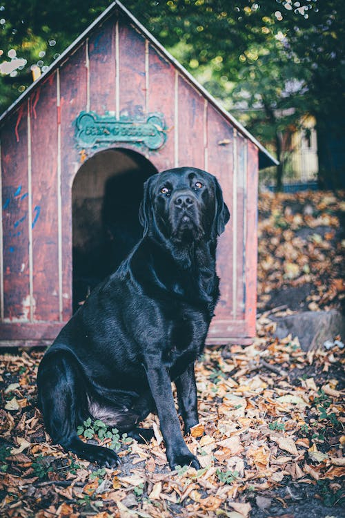 Free Photo Of Dog Sitting Near Dog House Stock Photo