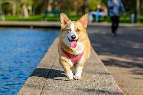 Free Adult Brown and White Pembroke Welsh Corgi Near the Body of Water Stock Photo