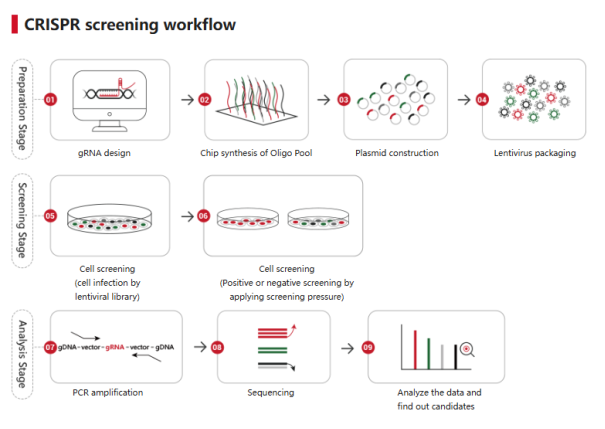 crispr-library-screening-workflow