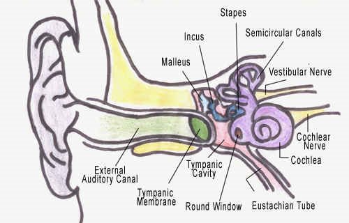 Image result for ear labeled diagram