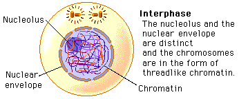 Image result for interphase-mitosis