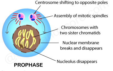 Mitosis_Prophase