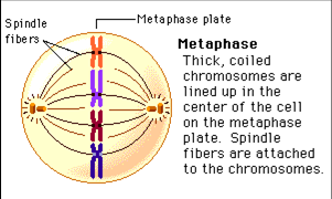 Image result for metaphase mitosis