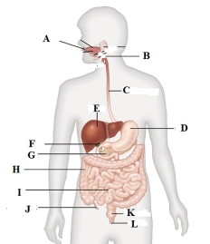 C:UsersKYAMBODocumentsKCPE 2020human-digestive-system-front (1).jpg