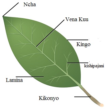 leaf-1