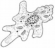 Image result for amoeba